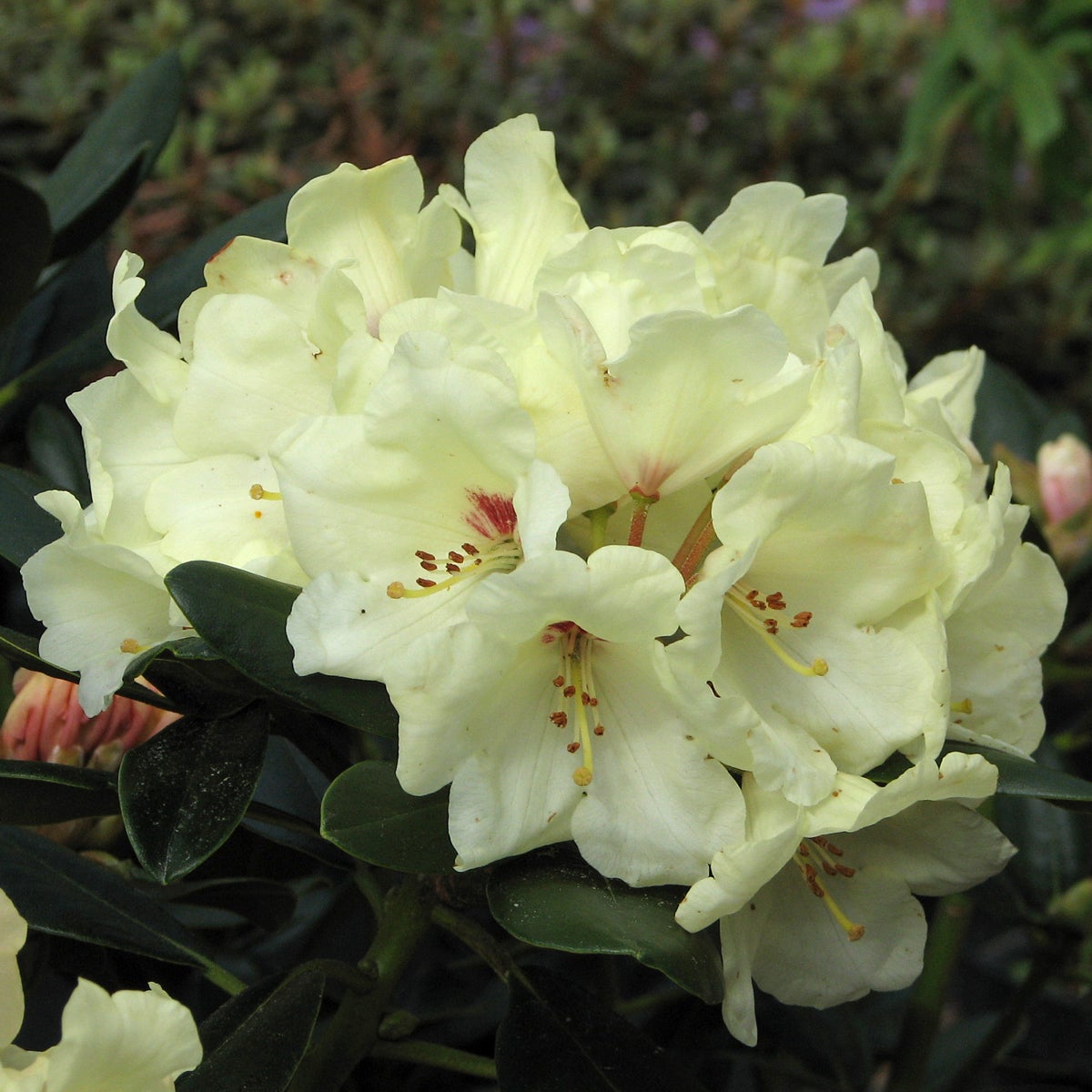 yakushimanum-rododendron 'Flava'