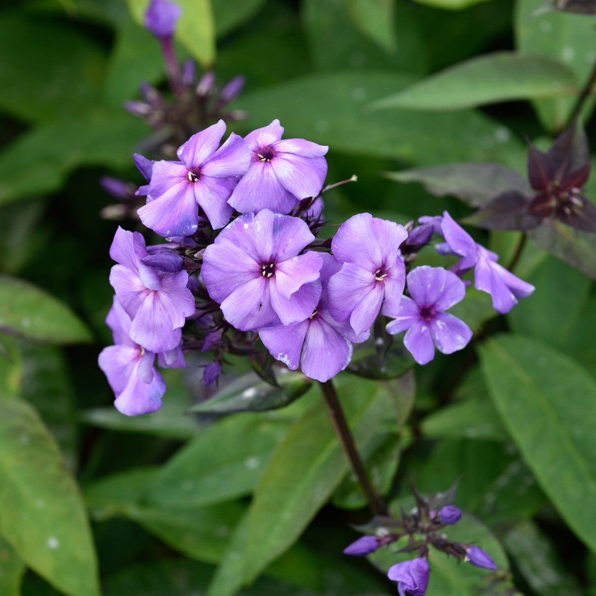 höstflox 'Blue Paradise'