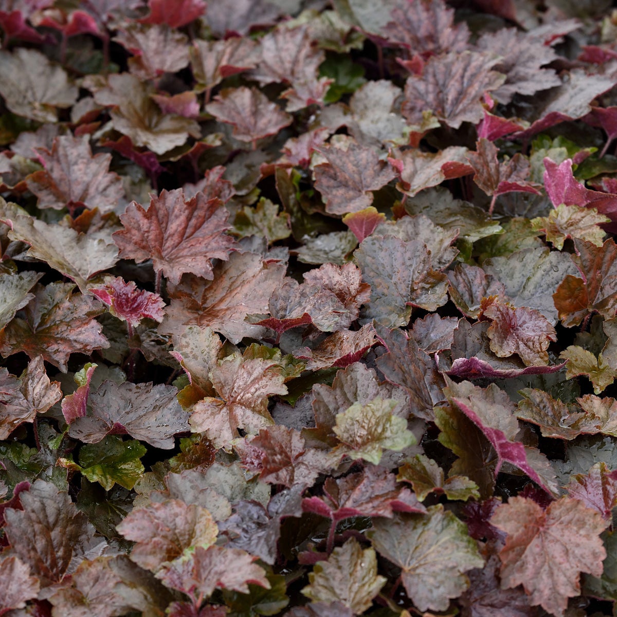 lönnalunrot 'Palace Purple'