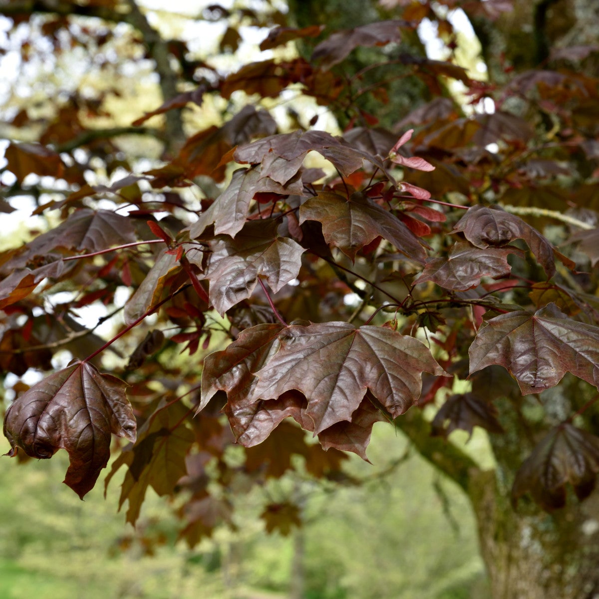 skogslönn 'Crimson King'