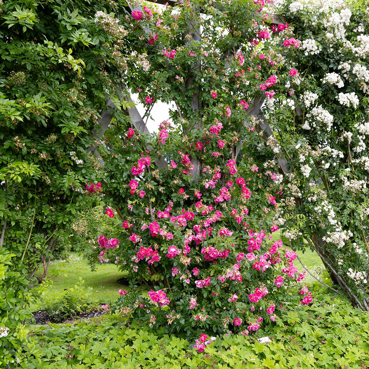 kordesii-ros 'William Baffin'