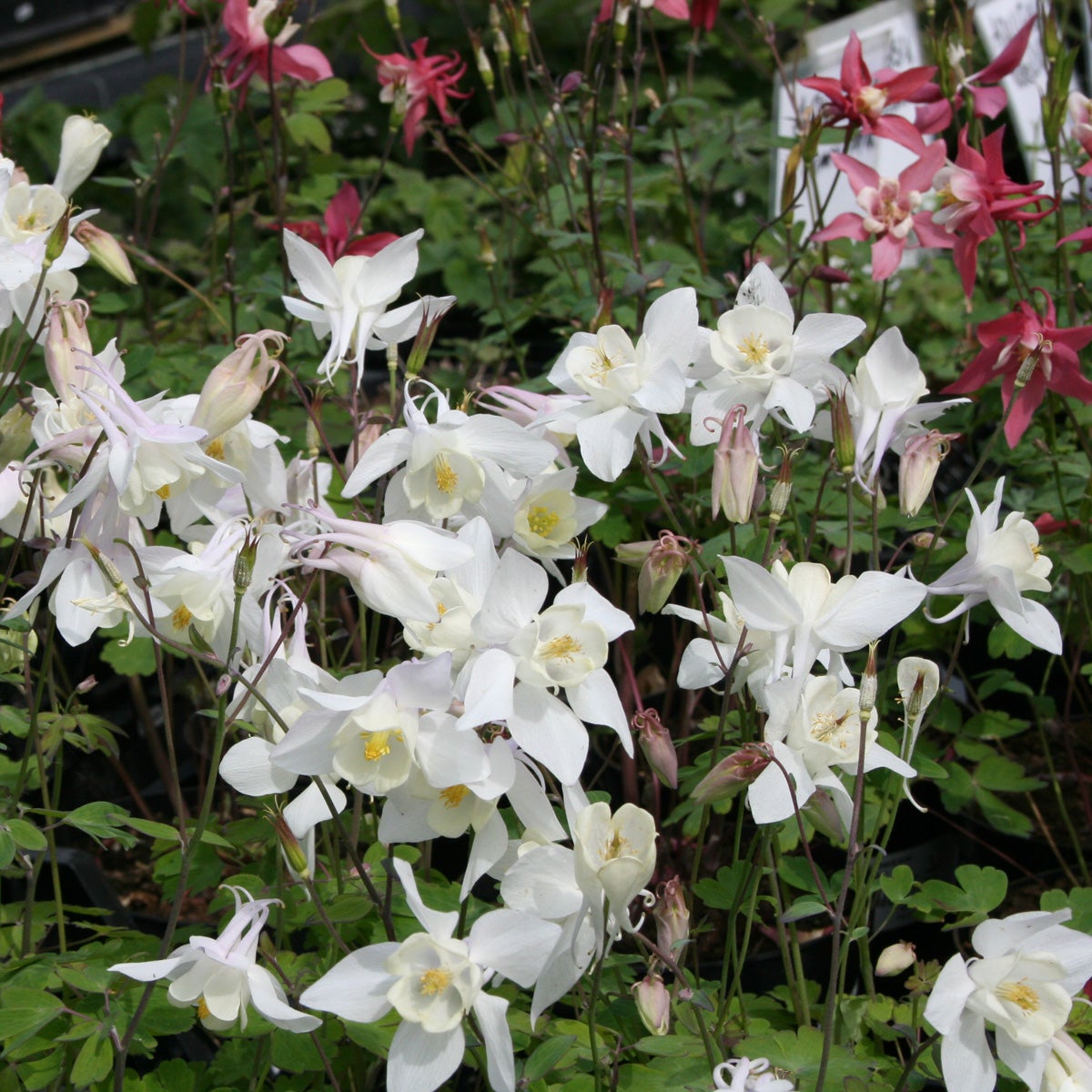 akleja 'Spring Magic White'