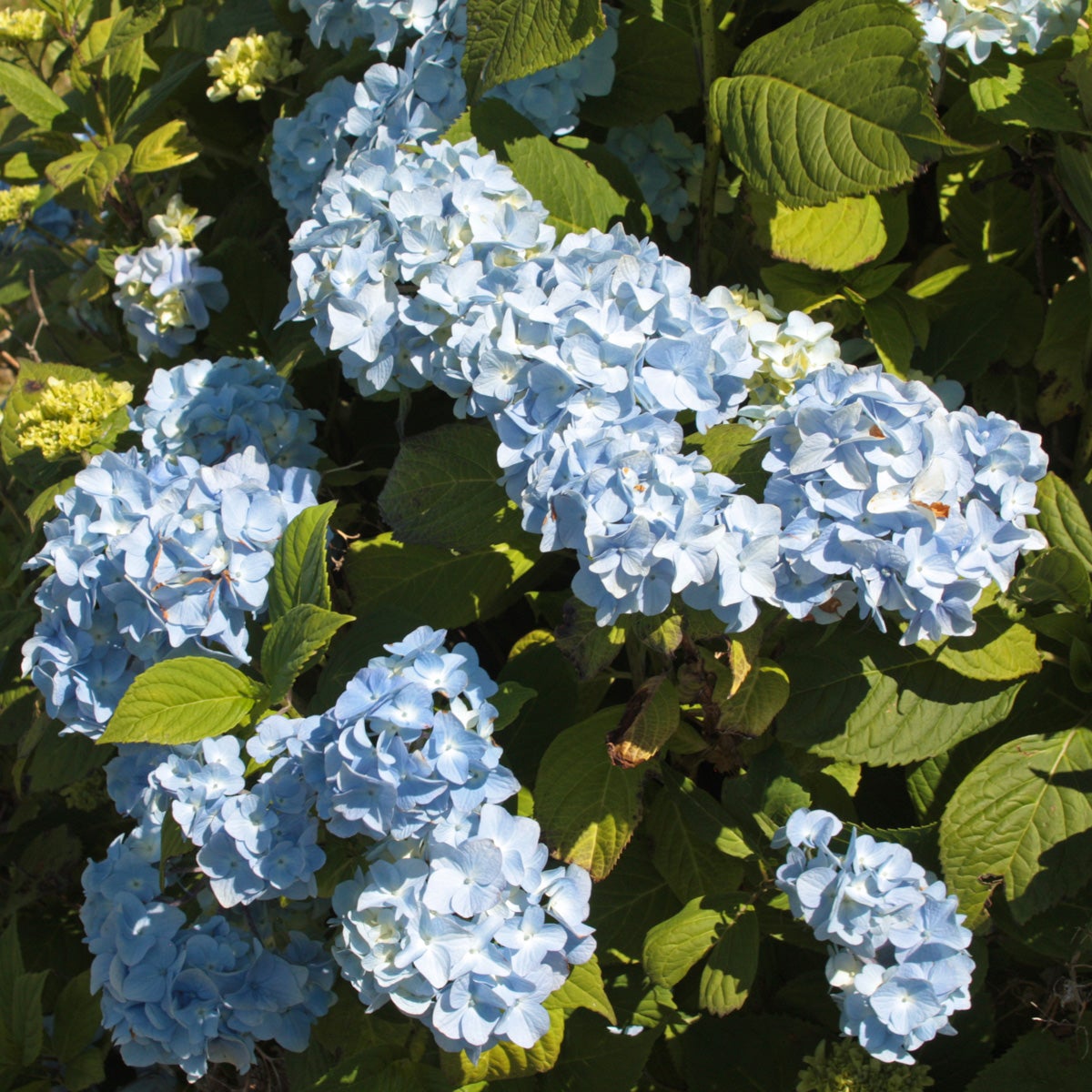 hortensia 'Nikko Blue'