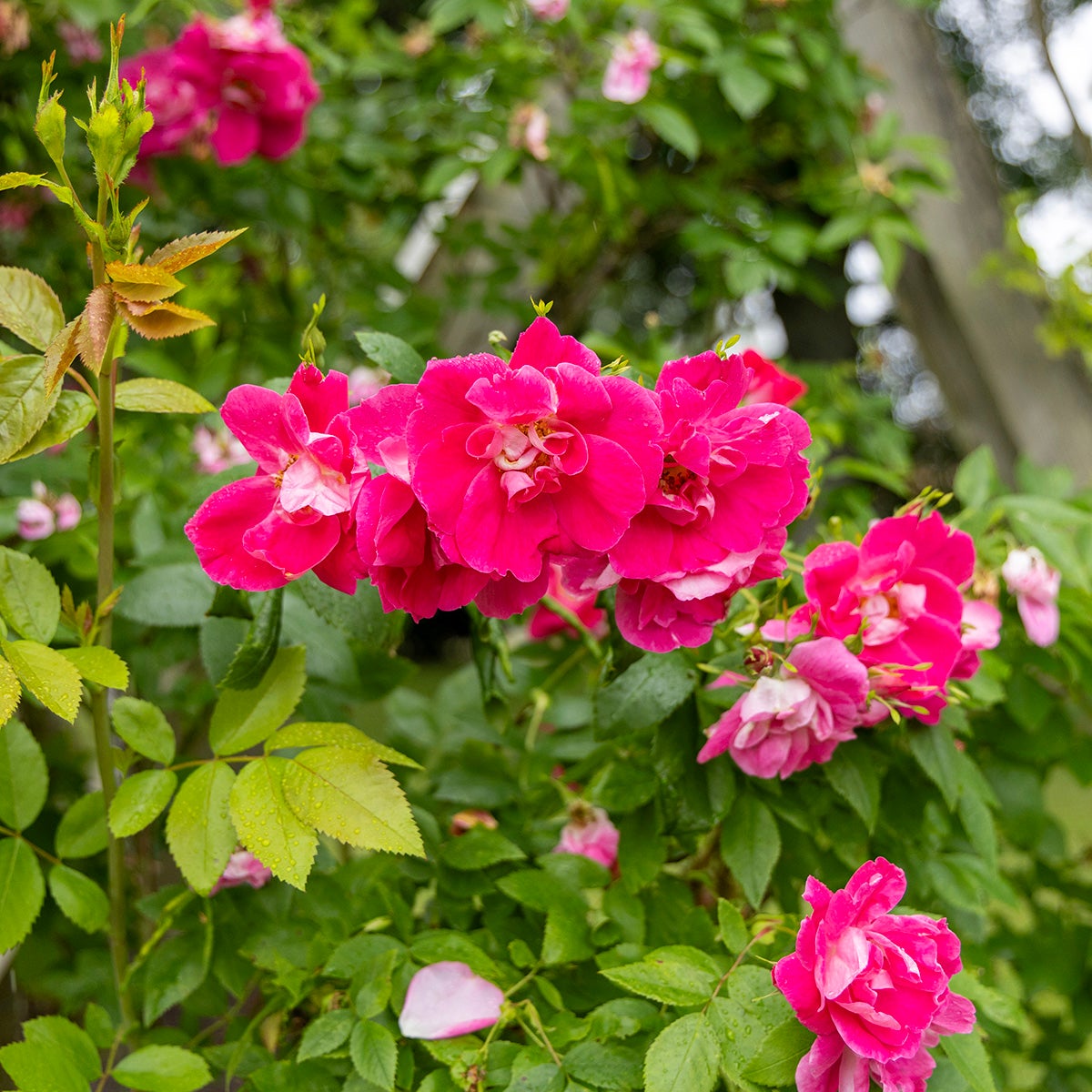 kordesii-ros 'William Baffin'