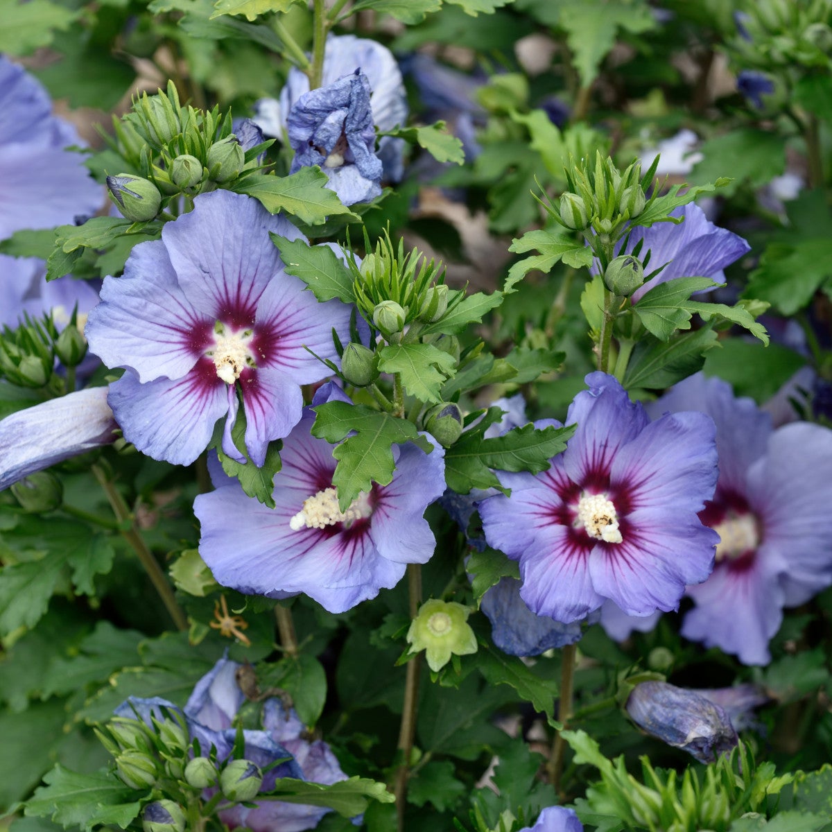 frilandshibiskus 'Oiseau Bleu'