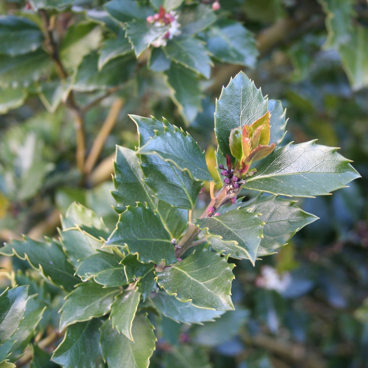 blå järnek 'Blue Prince'