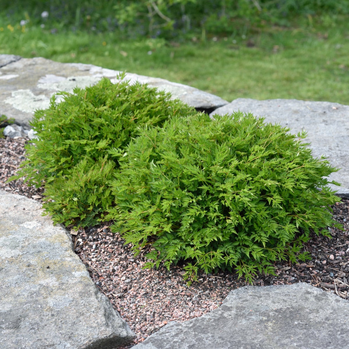 koreansk plymspirea