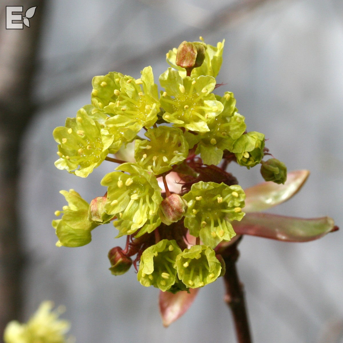 skogslönn fk Pernilla E