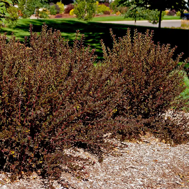 smällspirea Little Devil