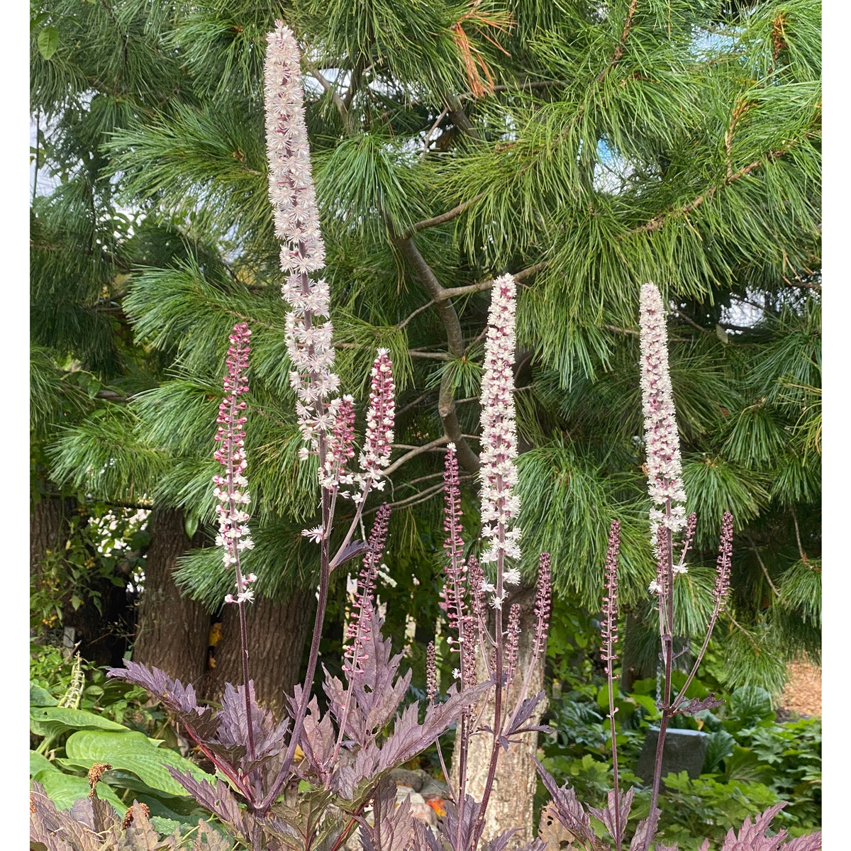 höstsilverax 'Pink Spike'