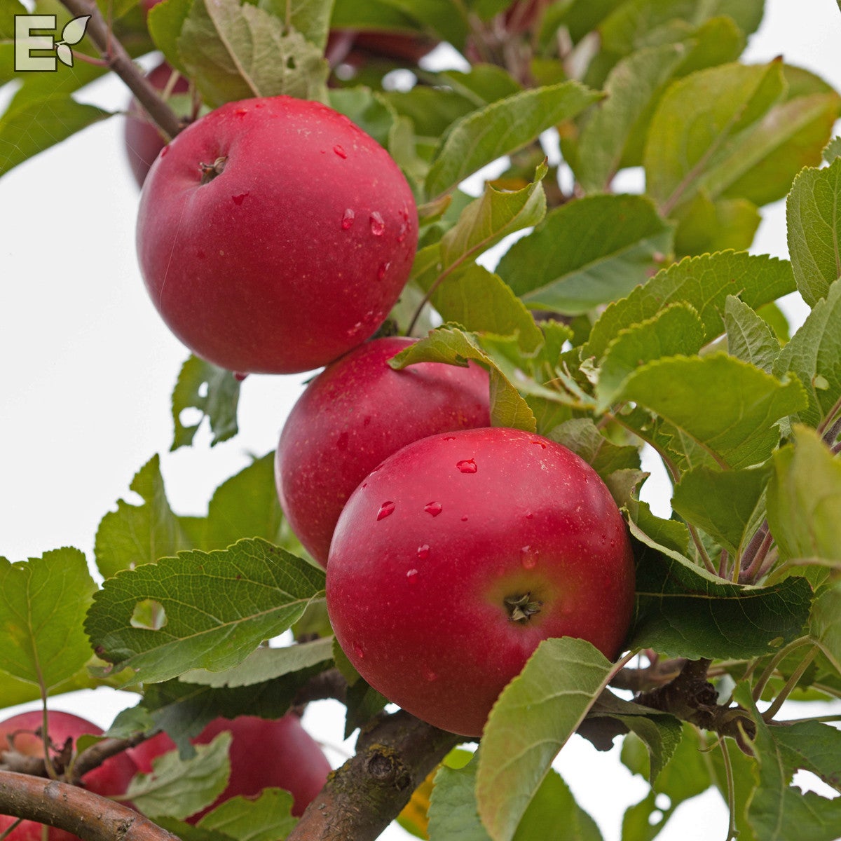 äpple 'Discovery' E