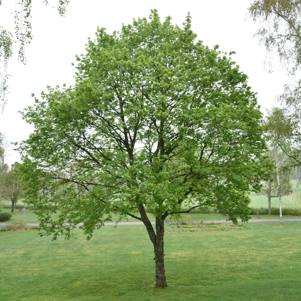 skogslönn