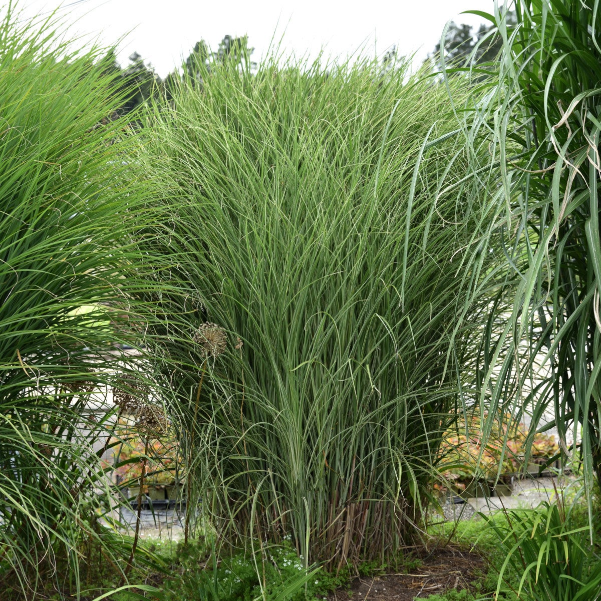 glansmiskantus 'Morning Light'