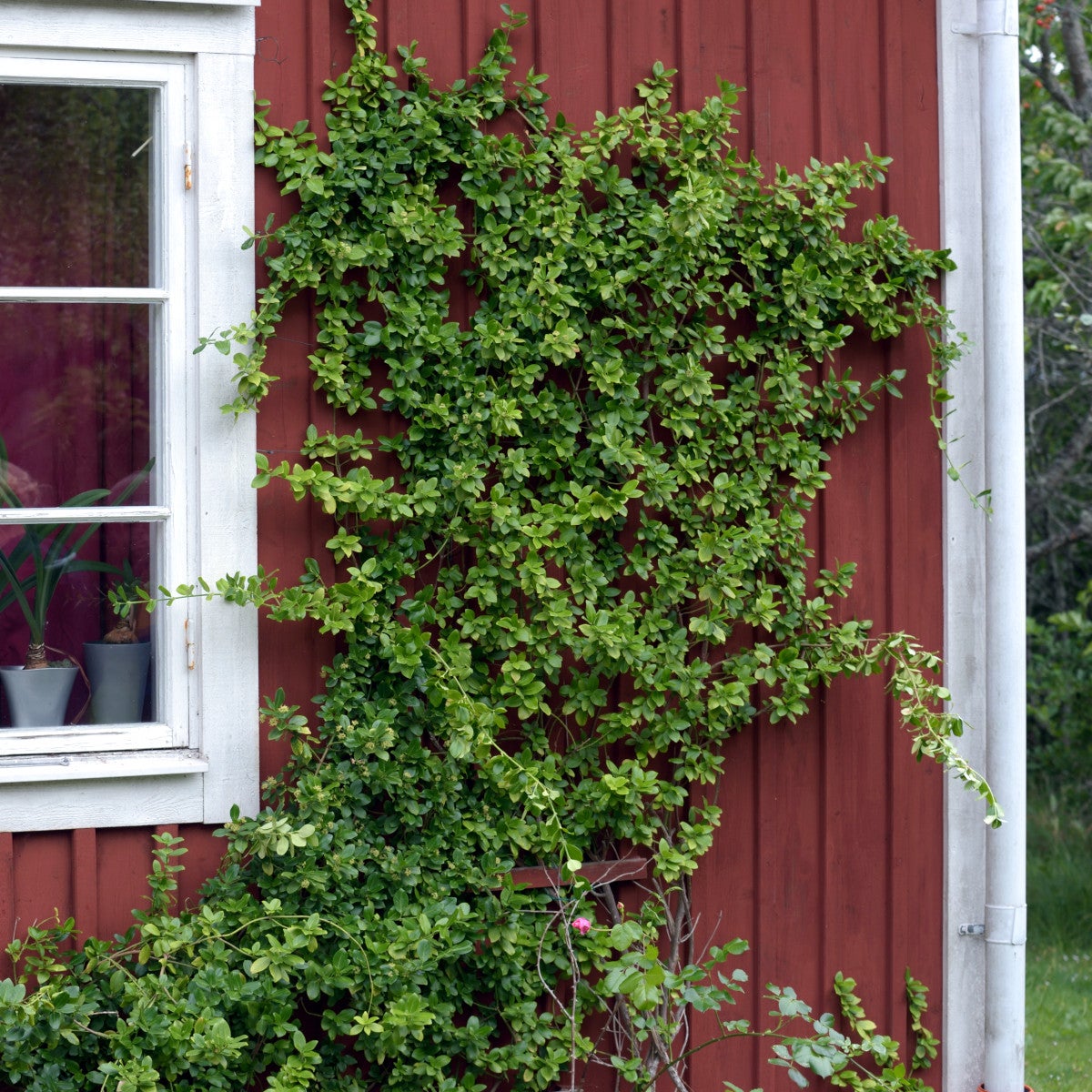 klätterbenved 'Sarcoxie'