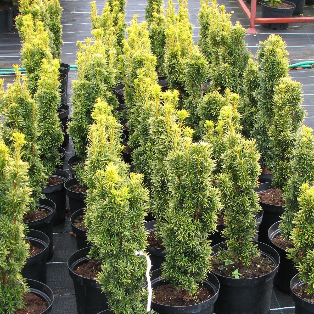 idegran 'Fastigiata Aurea'