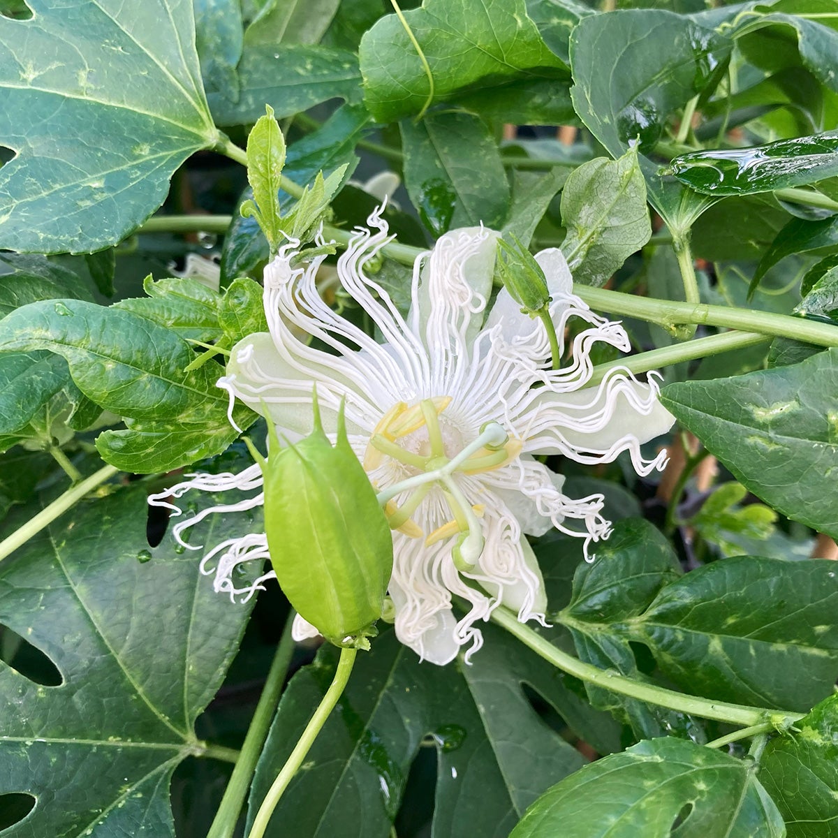 läkepassionsblomma 'Snowstar'
