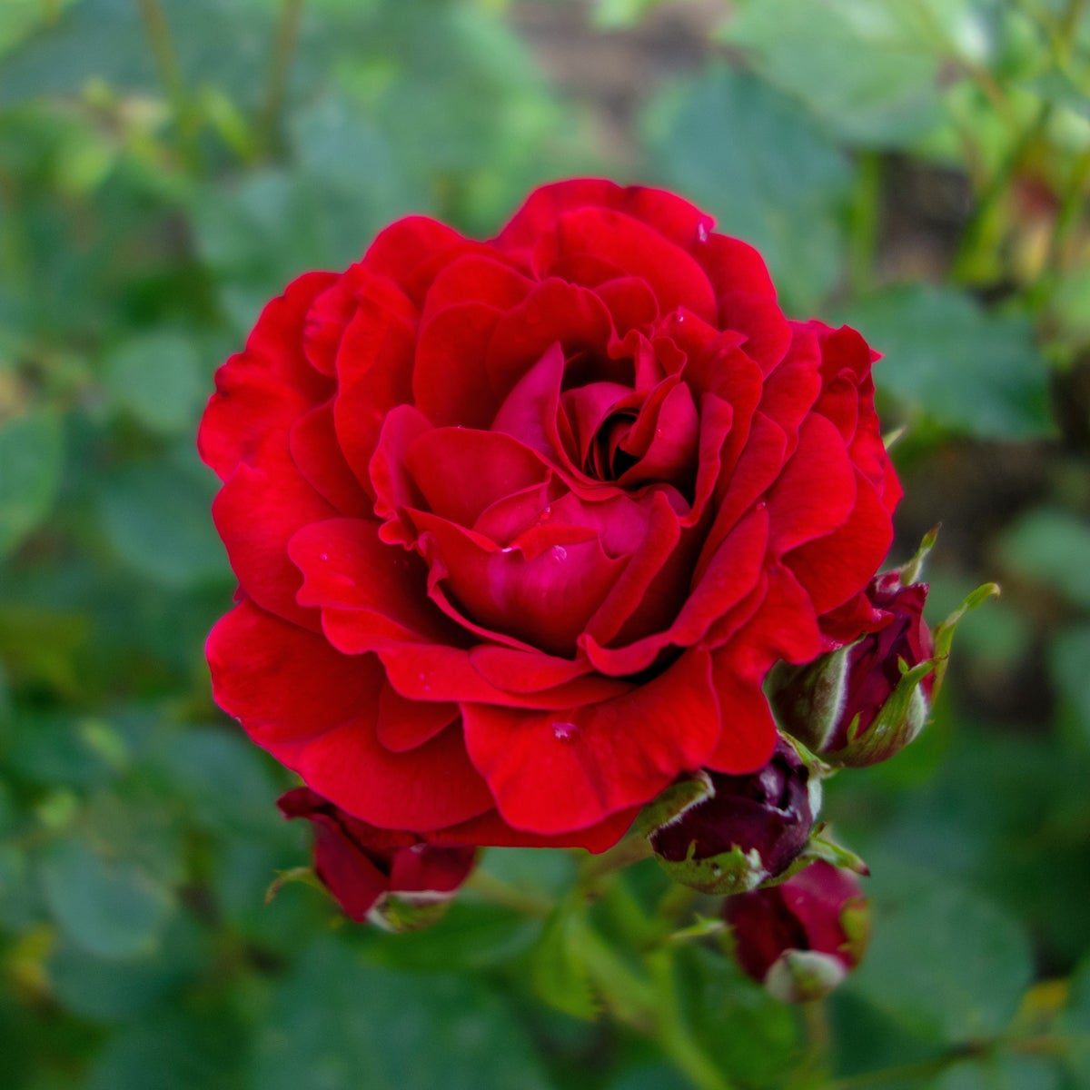 floribundaros Nina Weibull®