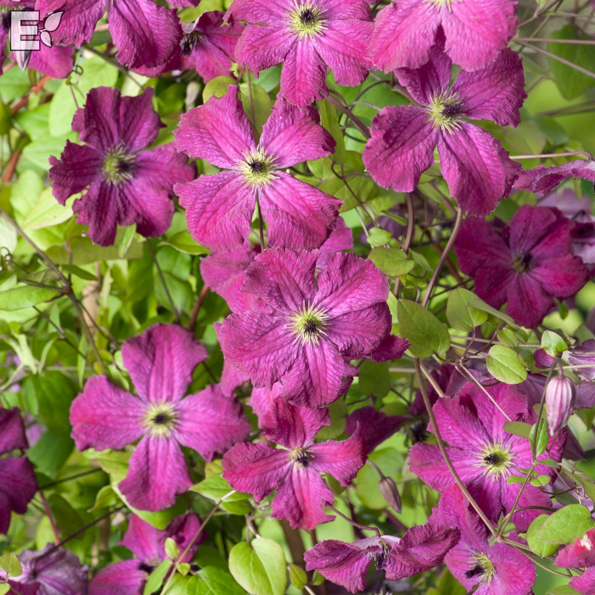 viticella-klematis 'Carmencita' E