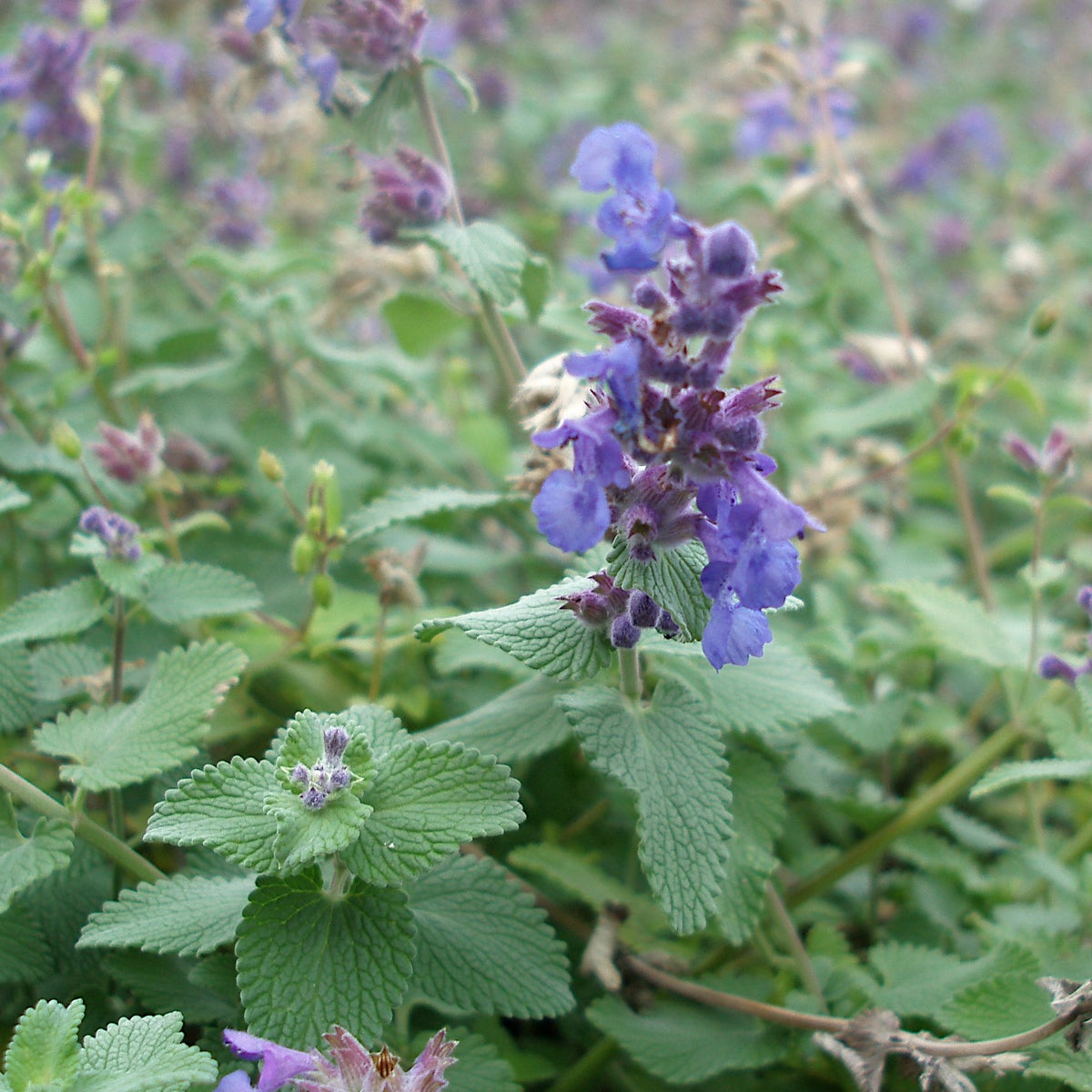 bergnepeta 'Superba'