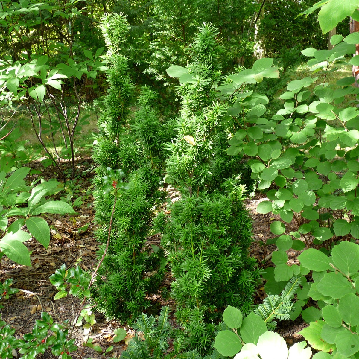 hybrididegran 'Viridis'