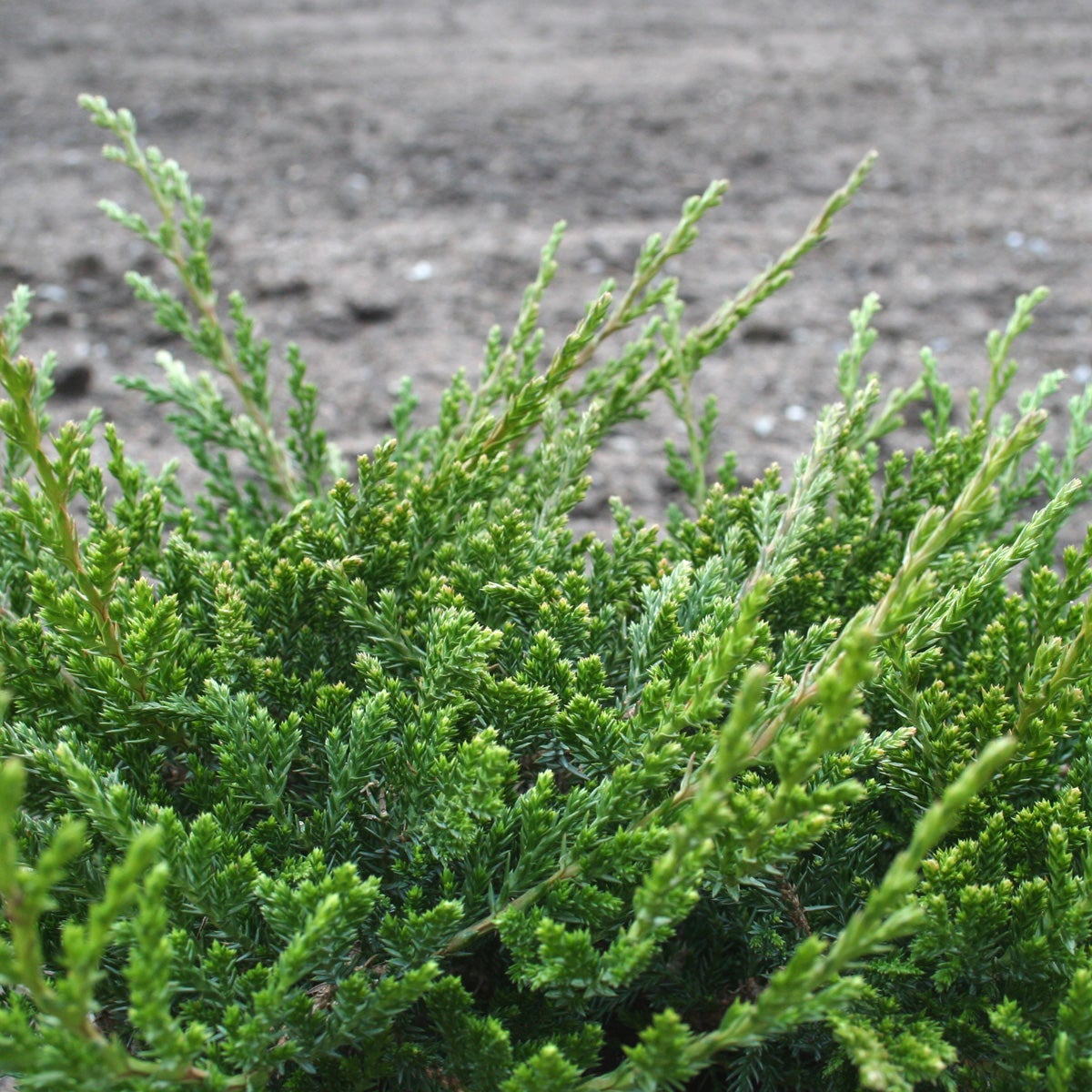 amerikansk kryp-en 'Prince of Wales'