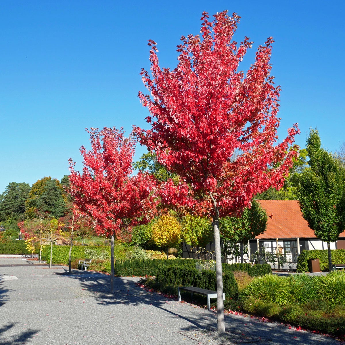 freemanlönn Autumn Blaze