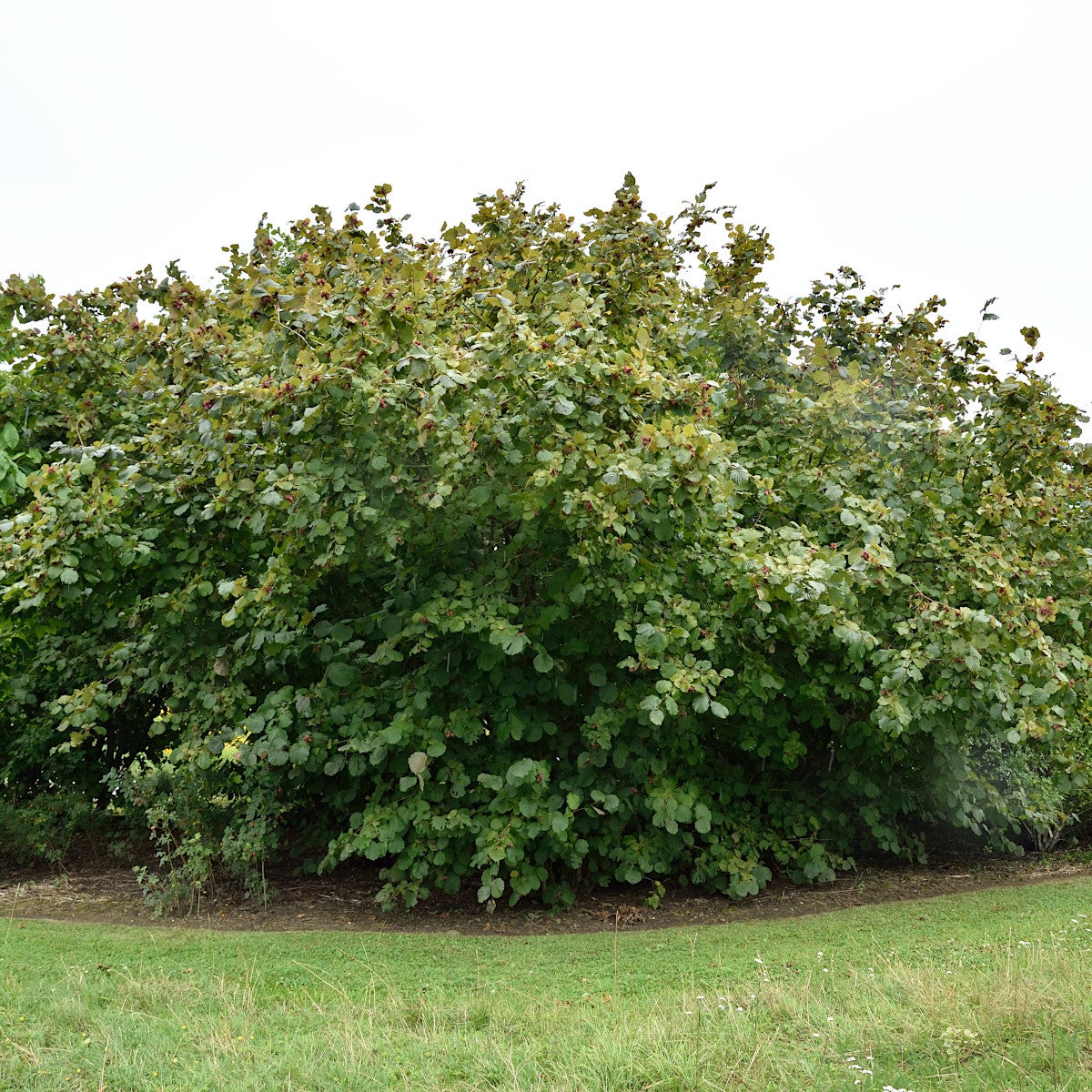 hasselnöt 'Rote Zellernuss'