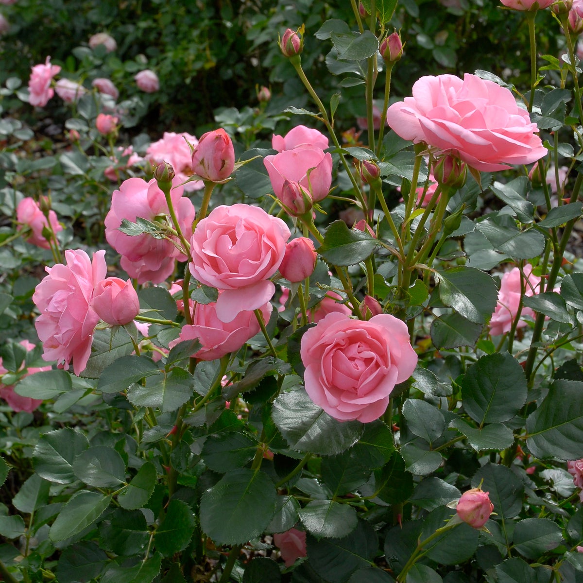 floribundaros Lill Lindfors®