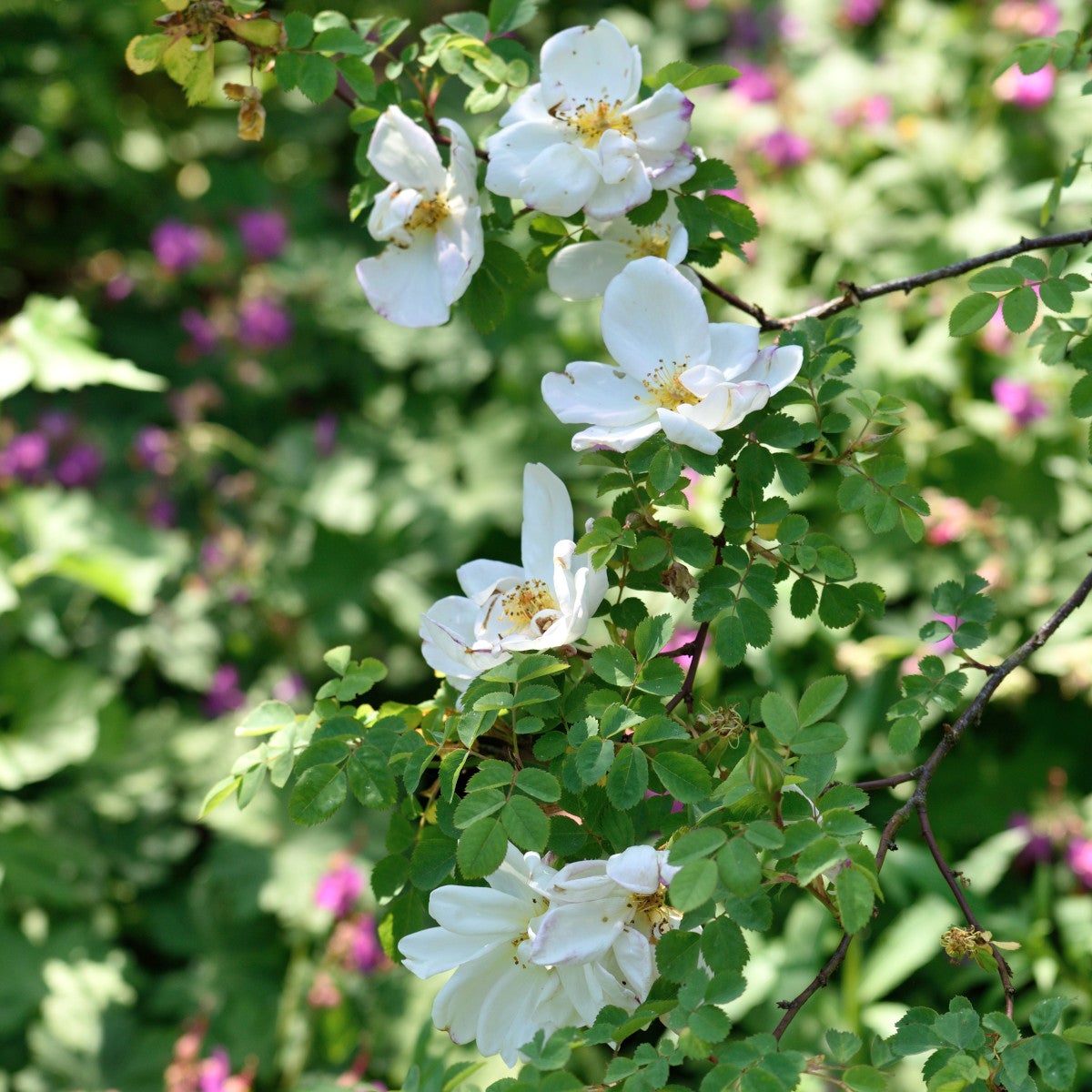 moyesii-ros 'Nevada'