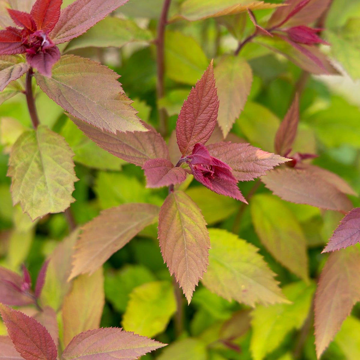 praktspirea Double Play® Red
