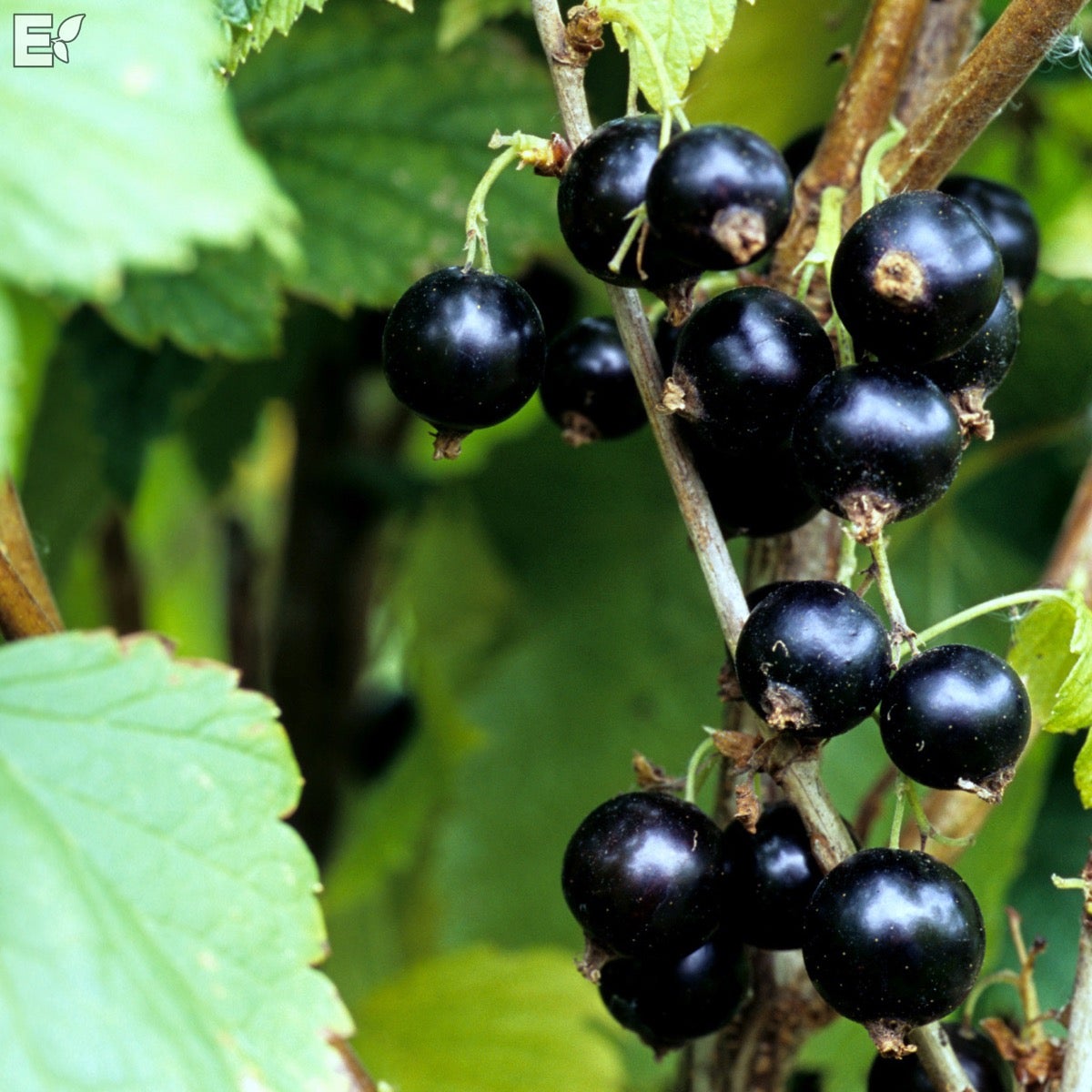 svarta vinbär 'Öjebyn' E