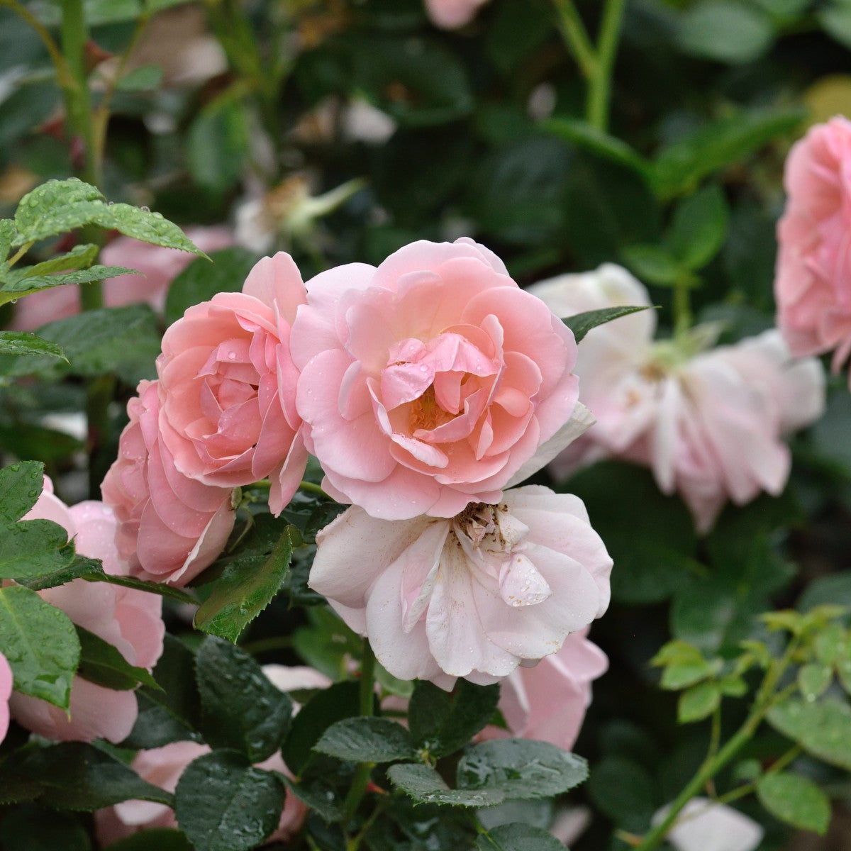 floribundaros Astrid Lindgren®