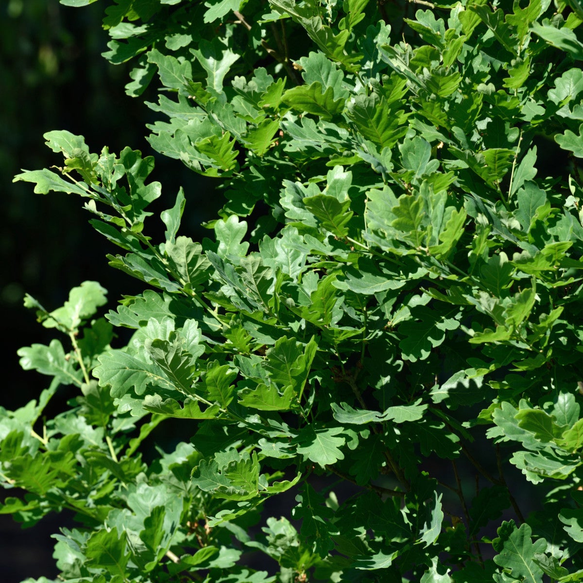 pelarek 'Koster'