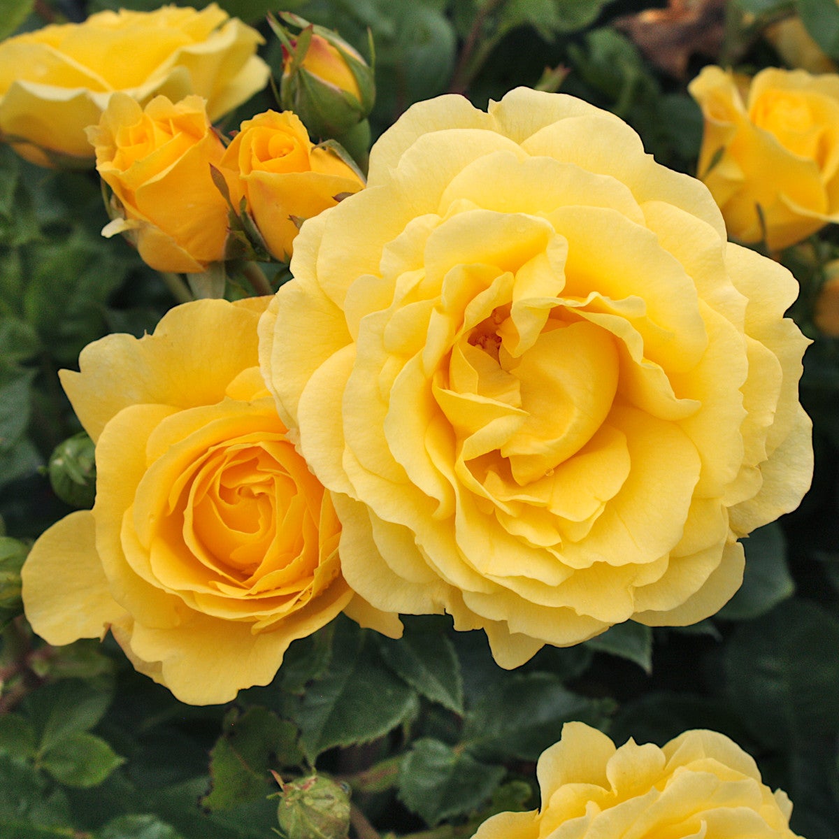 floribundaros Gripsholm