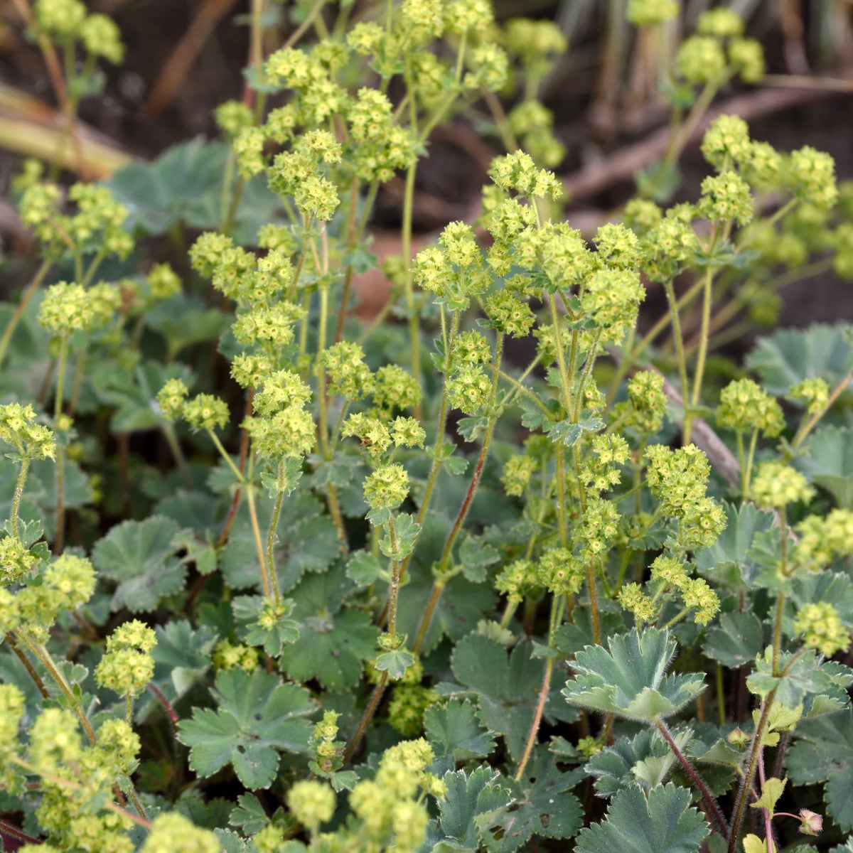 rödskaftig daggkåpa