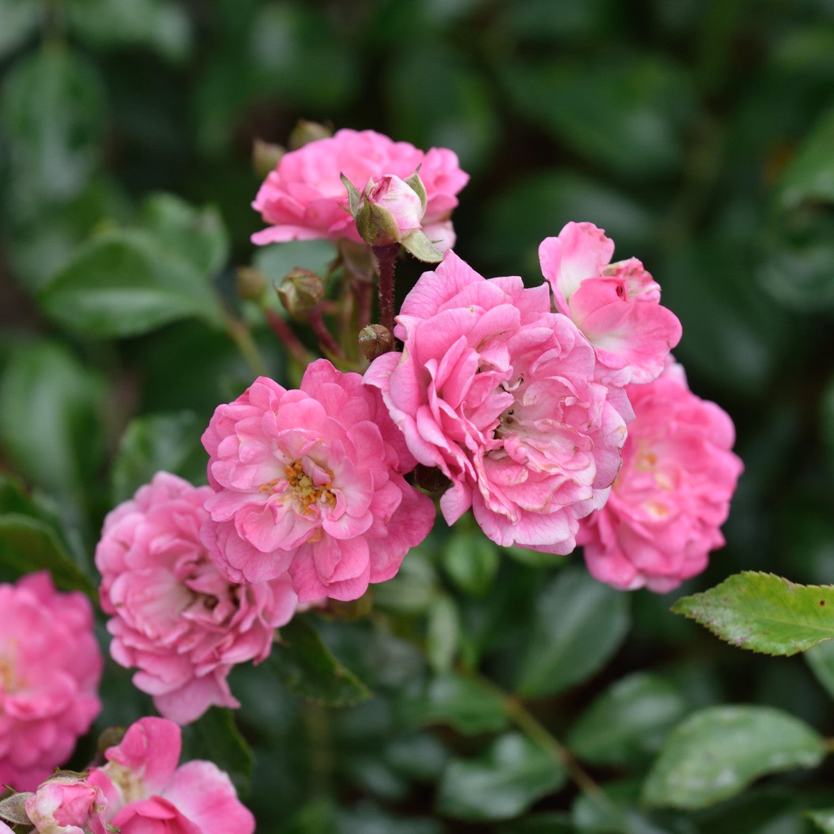 polyantaros 'Pink the Fairy'