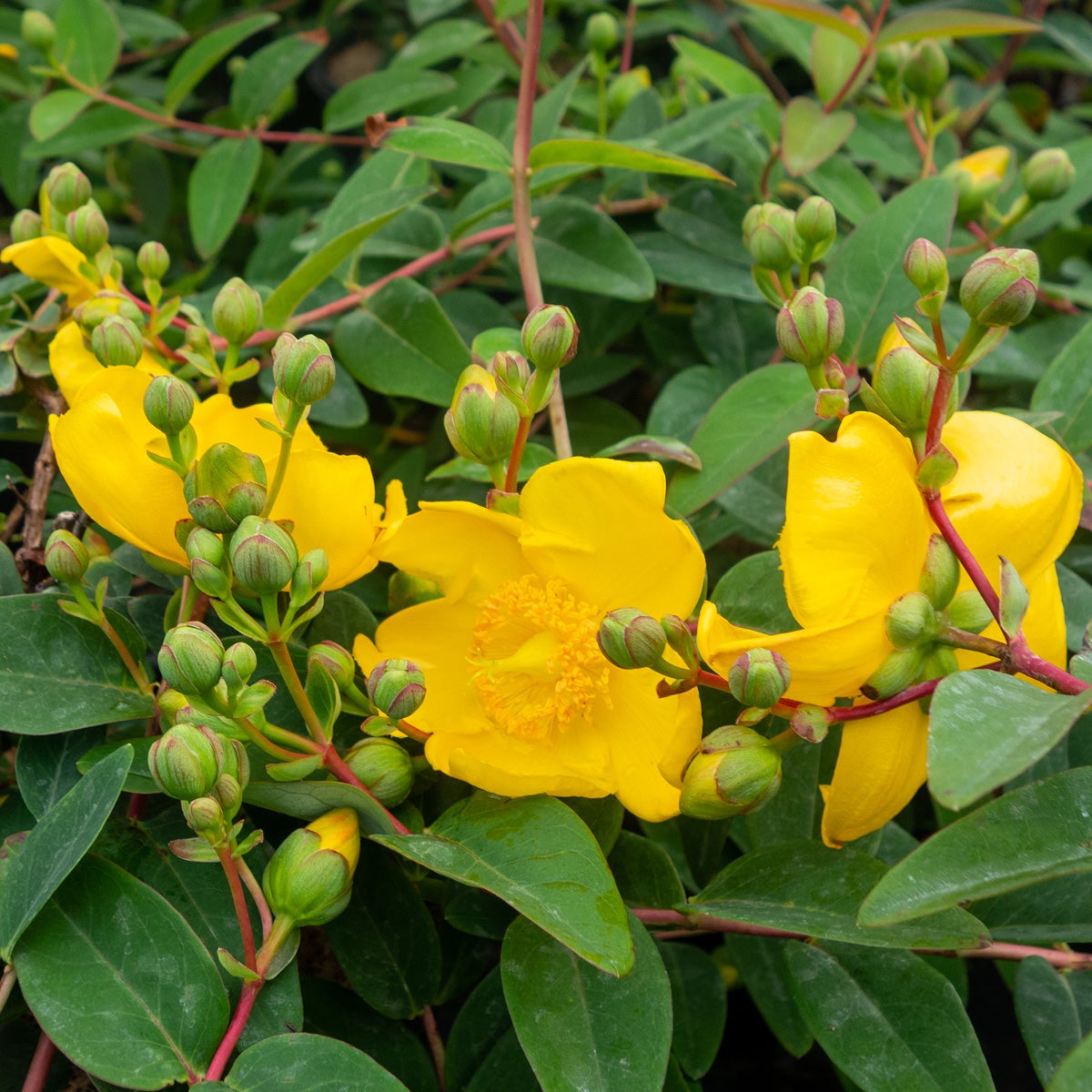 vinterhyperikum