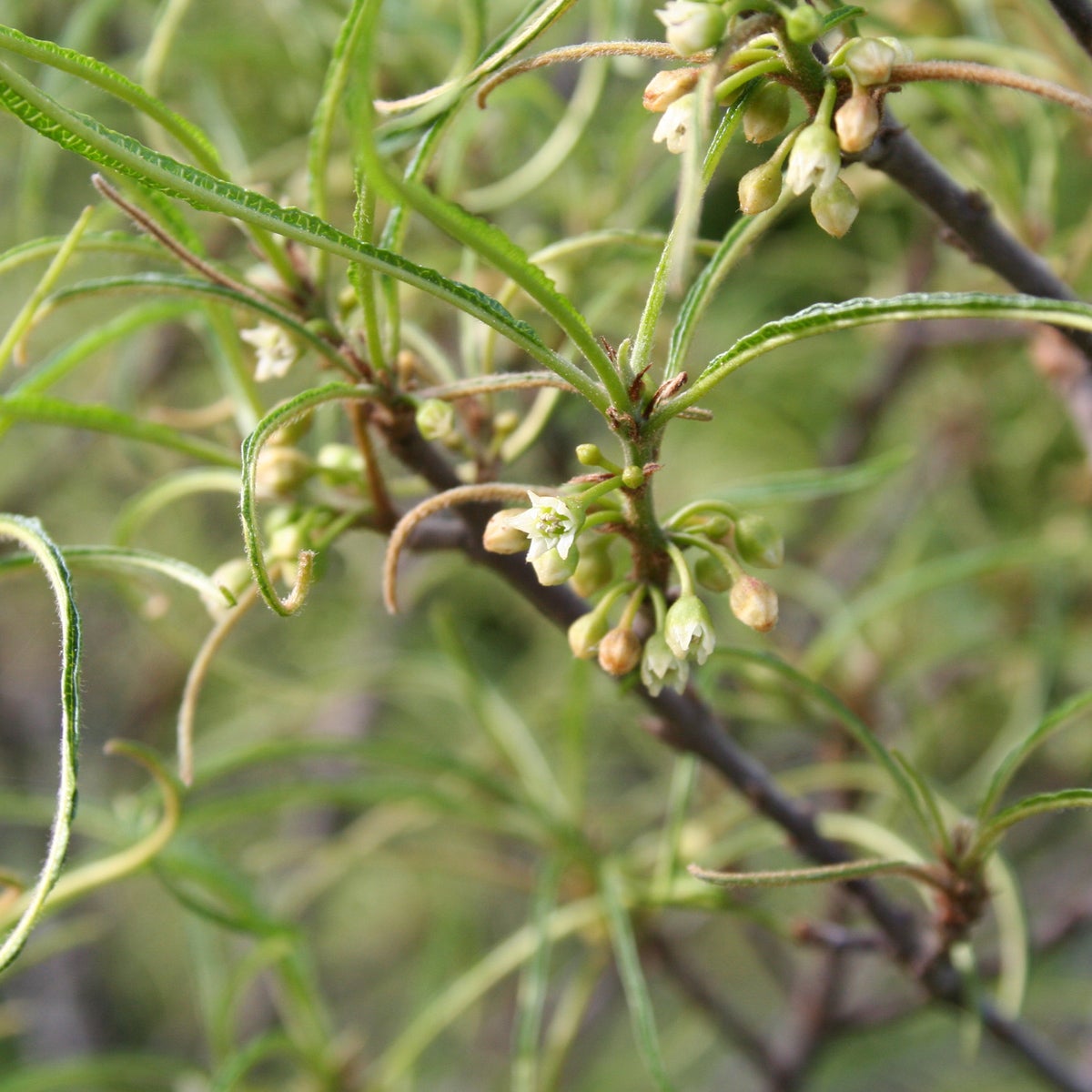 brakved 'Aspleniifolia'