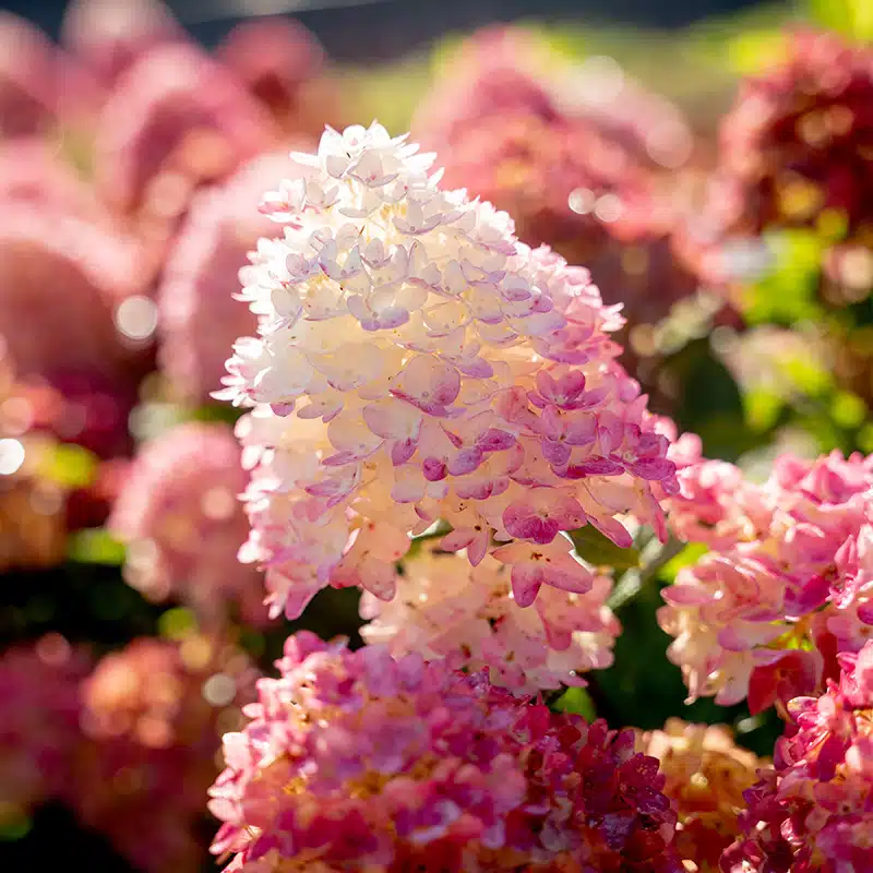 vipphortensia Spring Sizzle®