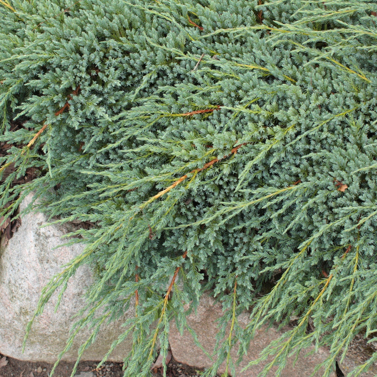 himalaya-en 'Blue Carpet'