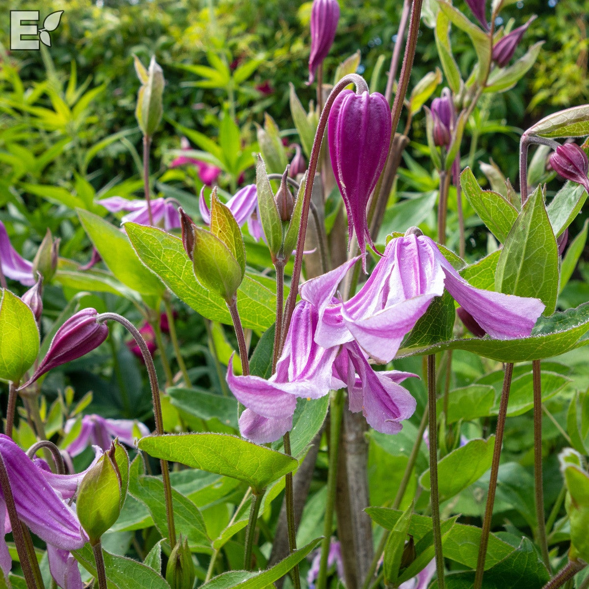 integrifolia-klematis Hedvig® E