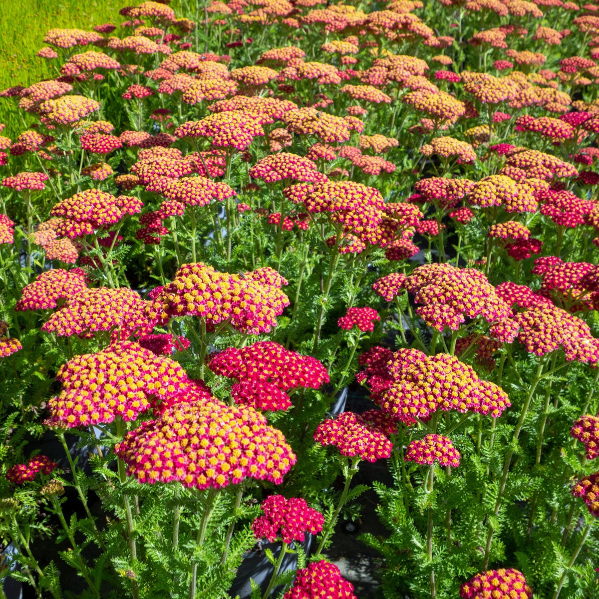 röllika 'Skysail Fire'