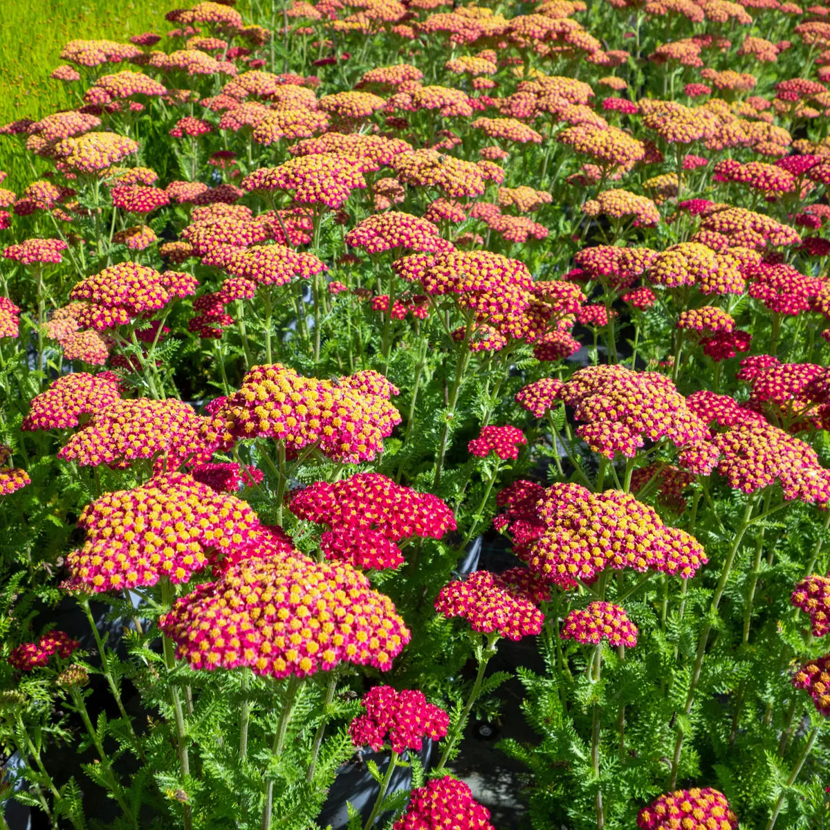 röllika 'Skysail Fire'