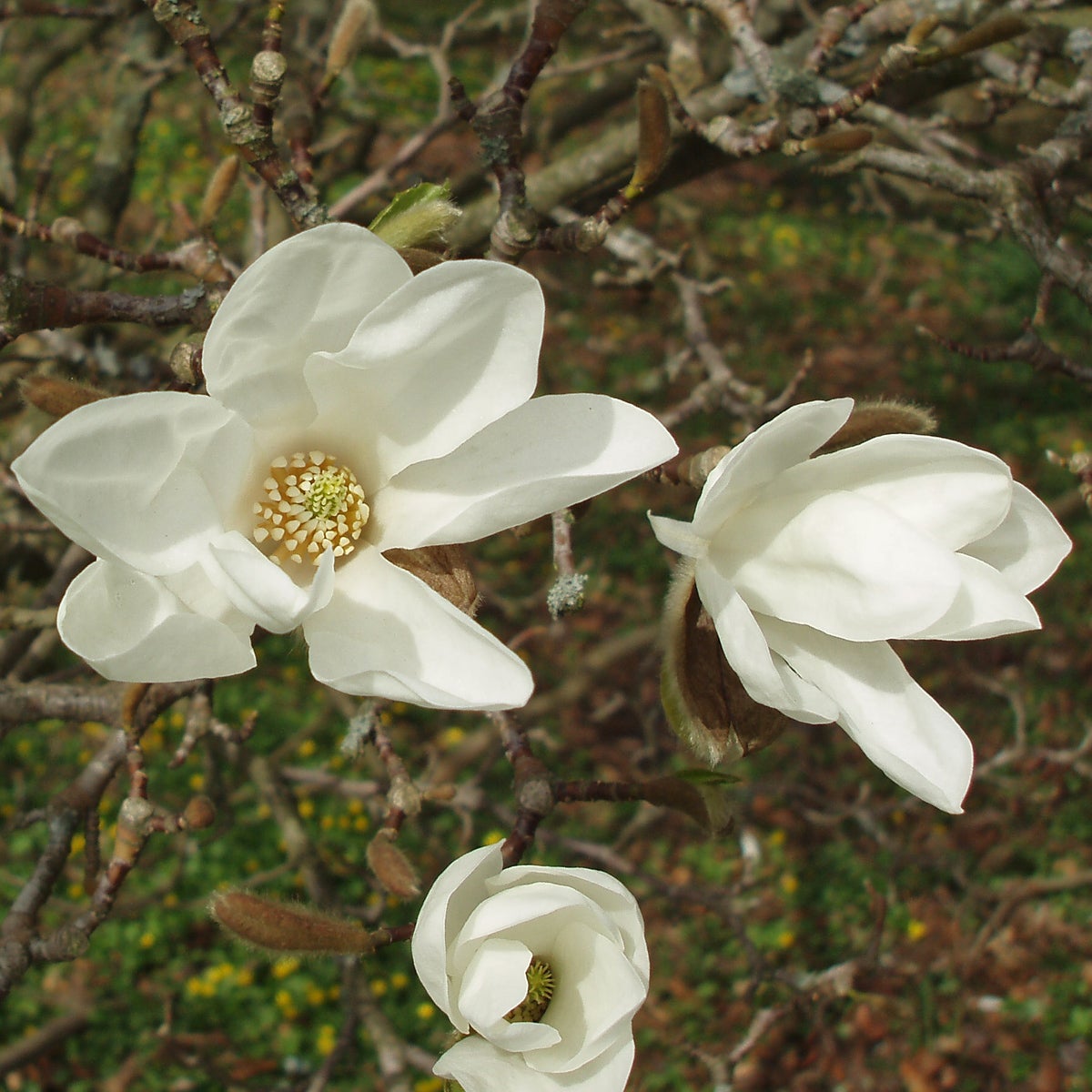 japansk magnolia