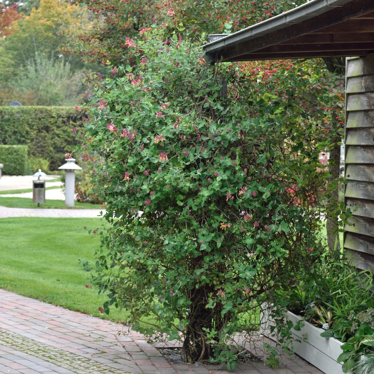 blomsterkaprifol 'American Beauty'