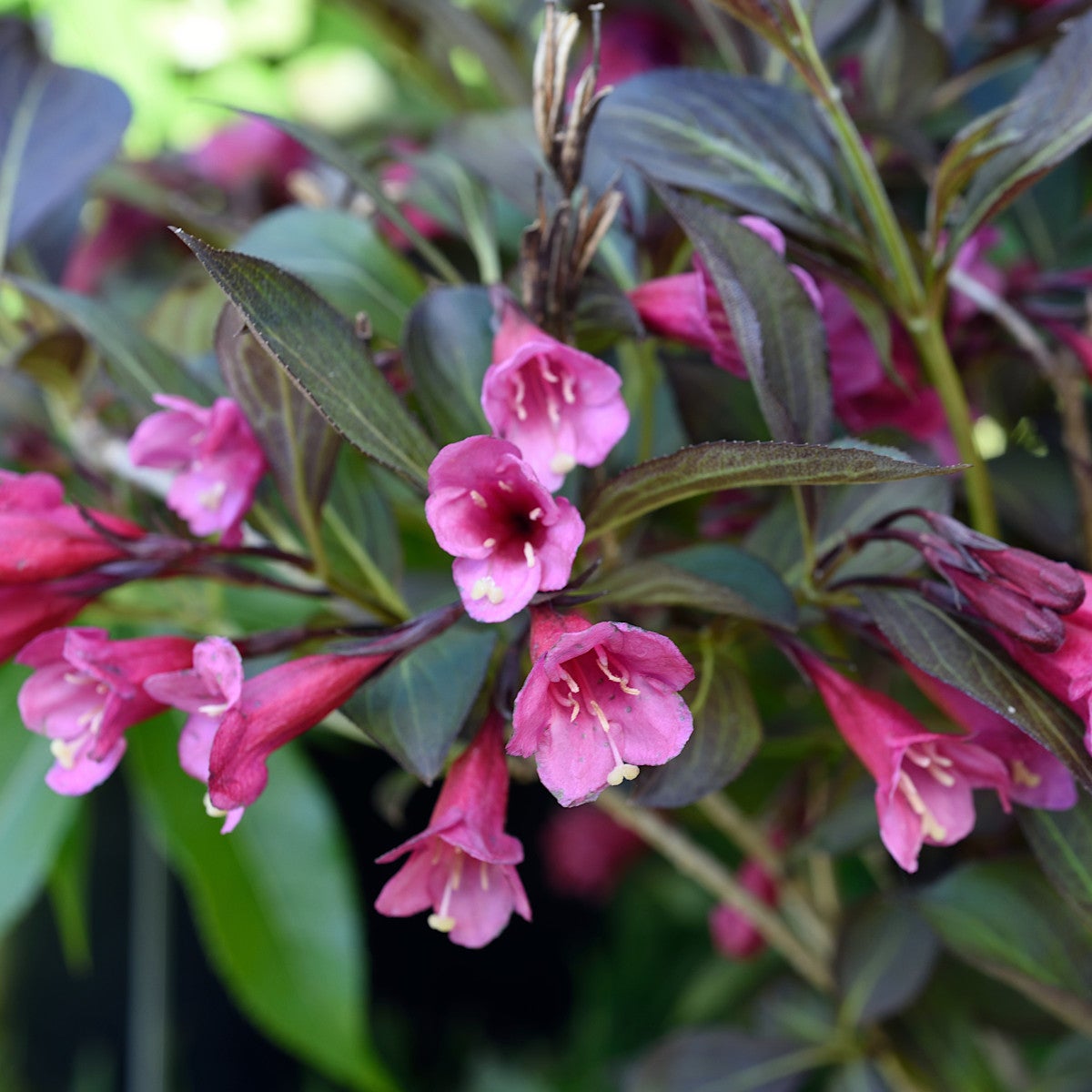rosenprakttry 'Alexandra'