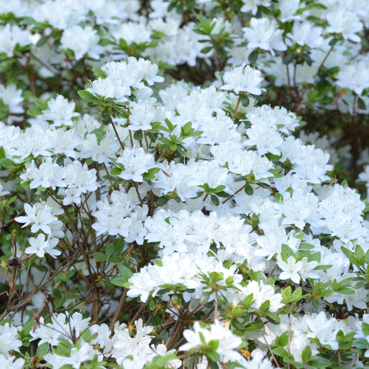 japansk azalea 'Kermesi. Album'