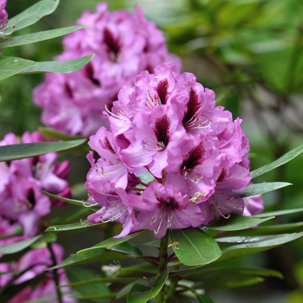 ponticum-rododendron 'Kokardia'