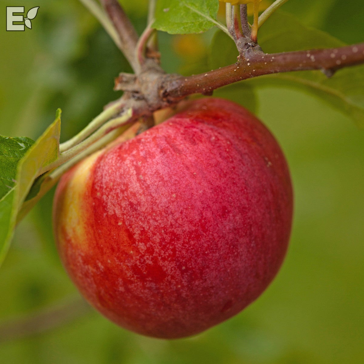 äpple 'Birgit Bonnier' E