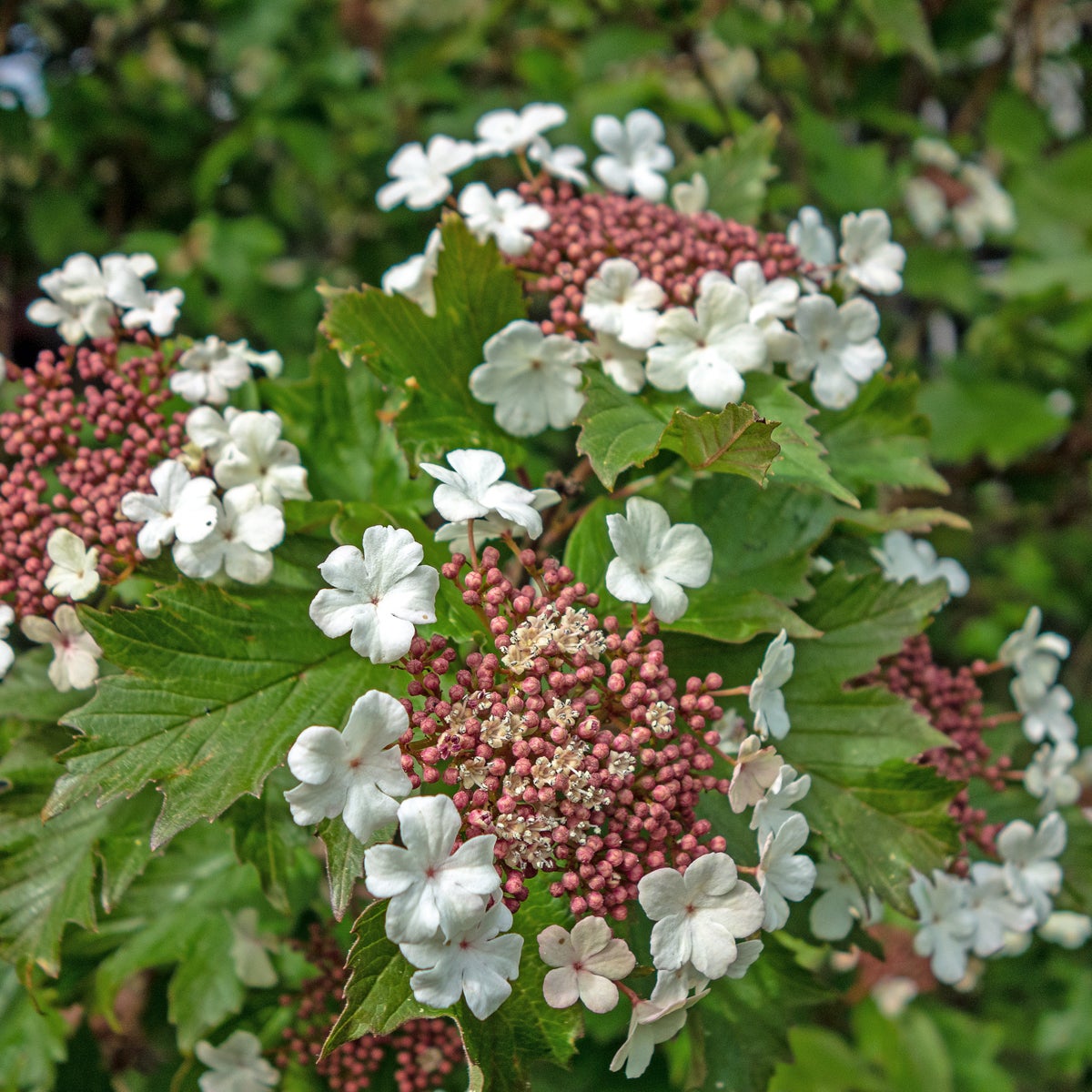 blodolvon